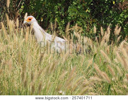 Photography That Is Showing A Secretary Bird (scientific Name: Sagittarius Serpentarius)