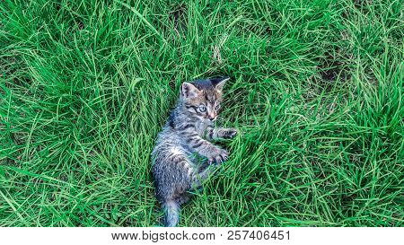 Gray Blue-eyed Kitten Lies On The Grass