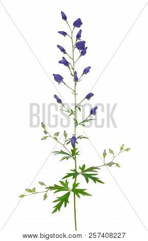 Aconitum Napellus Flower Isolated On White Background