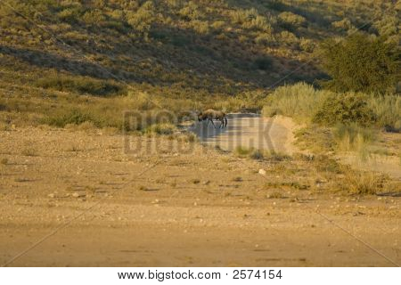 Wildebeest sahne