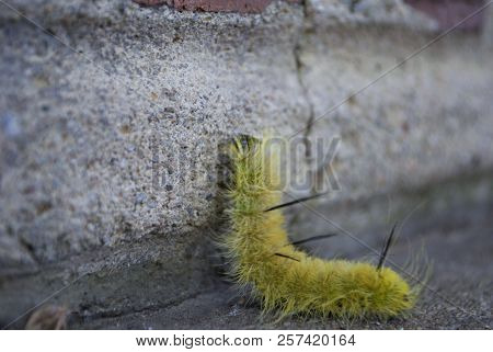 Yellow Wooly Worm Caterpillar On Concrete Brick And Wood