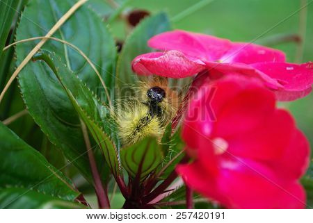 Yellow Wooly Worm Caterpillar On Bright Pink Flower