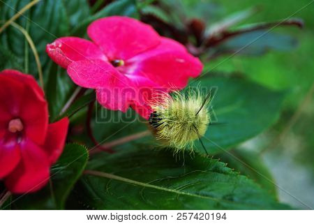 Yellow Wooly Worm Caterpillar On Bright Pink Flower