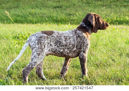 German Shorthaired Pointer, German Kurtshaar One Spotted Puppy Stand Up With Head Up, Profile Photo,
