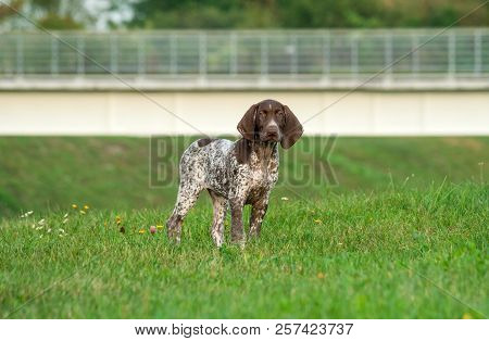 German Shorthaired Pointer, German Kurtshaar One Spotted Puppy With Brown Ears Stand On Grass Green,