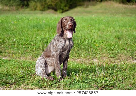 German Shorthaired Pointer, Kurtshaar One Spotted Puppy Sit On The Green Grass Outside, Brown Ears A