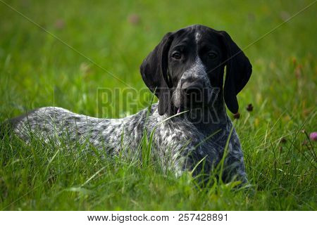 German Shorthaired Pointer, Kurtshaar One Spotted Black Puppy  Lying On Green Grass, Face Turned To 