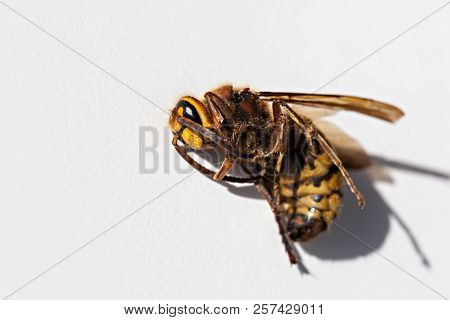 Close Up Macro Of A Dead Hornet On White Background - Insect In The Genera Vespa And Provespa