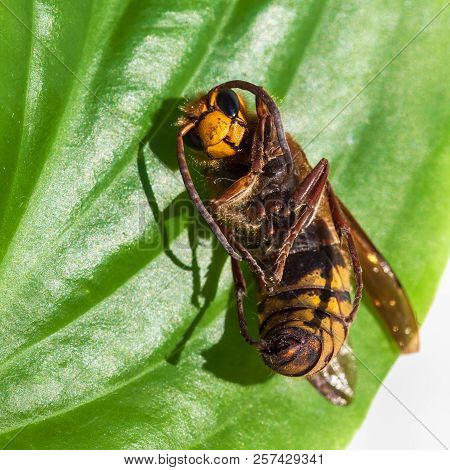 Close Up Macro Of A Dead Hornet On A Green Leaf - Insect In The Genera Vespa And Provespa