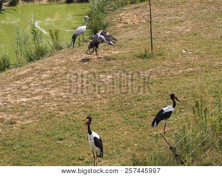 Photography That Is Showing A Saddle-billed Stork (scientific Name: Ephippiorhynchus Senegalensis)