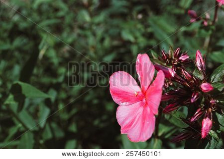 Beutiful, Violet Phlox Flowers. Herbs In A Home, Perennial Garde
