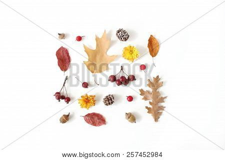 Autumn Styled Botanical Arrangement. Composition Of Acorns, Pine Cones, Colorful Dried Oak Leaves, L