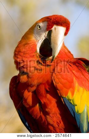 Pájaro Guacamayo rojo que mira hacia los lados en la cámara