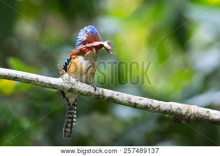 Beautiful Kingfisher Bird Male Of Banded Kingfisher (lacedo Pulchella) Bird Of Thailand.carrying Fro