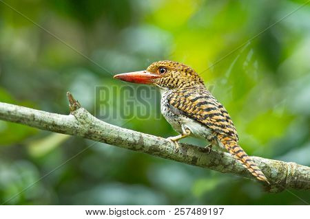 (banded Kingfisher; Lacedo Pulchella)  Female Birds Of Thailand
