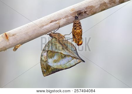 A Row Of Ready To Emerge Pupae Of The Plain Tiger Butterfly, Danaus Chrysippus, Glued To A Stick. On