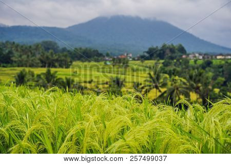 Beautiful Jatiluwih Rice Terraces Against The Background Of Famous Volcanoes In Bali, Indonesia