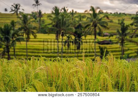 Beautiful Jatiluwih Rice Terraces Against The Background Of Famous Volcanoes In Bali, Indonesia