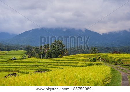 Beautiful Jatiluwih Rice Terraces Against The Background Of Famous Volcanoes In Bali, Indonesia