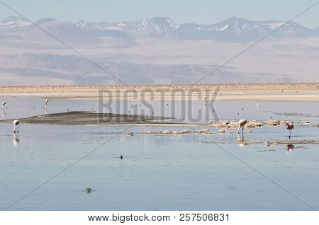 Pink Flamingos - Chaxa Lagoon - Chile