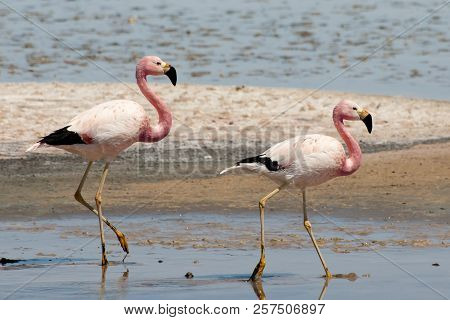 Pink Flamingos - Chaxa Lagoon - Chile