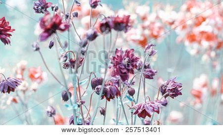 Beautiful Meadow Field With Wild Flowers. Spring Or Summer Wildflowers Closeup. Health Care Concept.