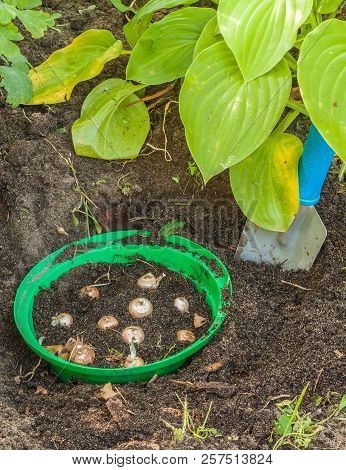 Basket For Planting Bulbous Plants With Crocus Bulbs