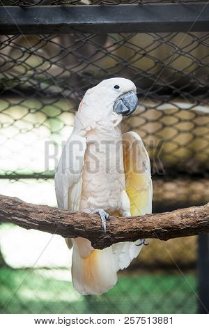 Parrots All Species Found In Most Tropical And Subtropical Regions.