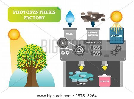 Photosynthesis Factory Infographic Vector Illustration. Scheme With Mill And Plant For Clean Environ
