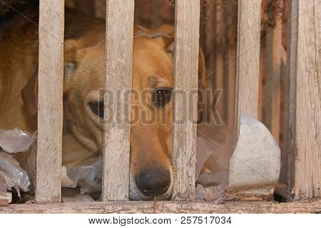 Dog Victim Of Animal Abuse And Mistreatment