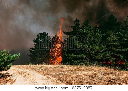 Fire. Wildfire, Burning Pine Forest In The Smoke And Flames.