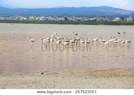 Group Of Flamingos At The Salk Lake In Larnaca, Cyprus.