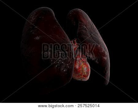 Human Lung And Heart Anatomy, 3d Illustration On Black Background