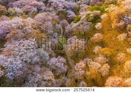Aerial drone view of Yoshino mountain covered by full blossom cherry trees, Nara province, Japan