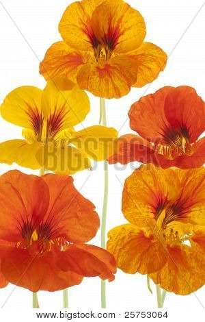 Nasturtium