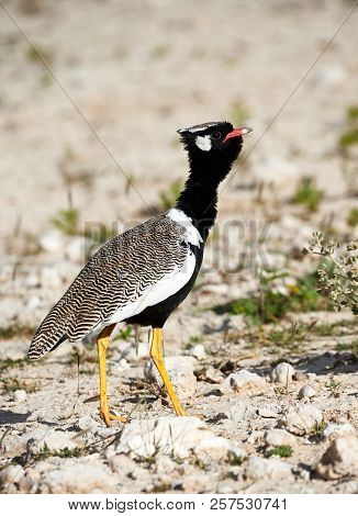 Beautiful Male Of Northern Black Korhaan, (afrotis Afraoides) Photographed In Namibia.