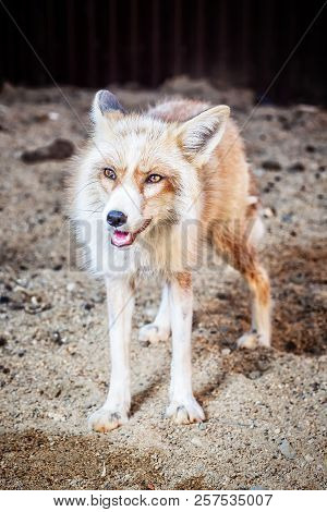 Portrait Of Wild Golden Fox In Enclosure