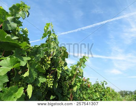 Bunches Of White Grapes In The Vineyard. Rural Landscape With Grapevine And Blue Sky With White Clou