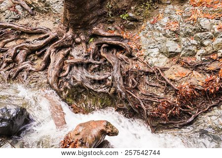 Autumn Nature With Rocks And Leaves In Troodos Mountains In Cyprus