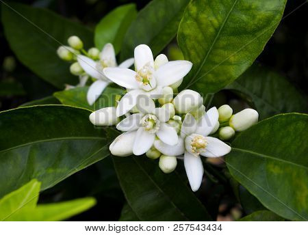 Valencian orange and orange blossoms. Spain. Valencia.Spring.