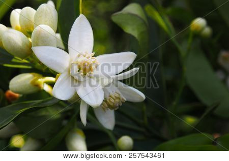 Valencian Orange And Orange Blossoms. Spain. Valencia.spring.