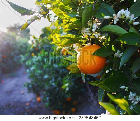 Valencian orange and orange blossoms. Spain. Valencia.Spring.
