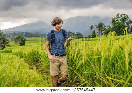 Young Man Traveler On Beautiful Jatiluwih Rice Terraces Against The Background Of Famous Volcanoes I