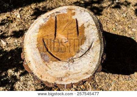 A Cut Pine Tree In The Park With A Smile Emoticon