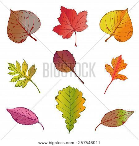 Vector Illustration, Set Of Bright Autumn Leaves On White Background.