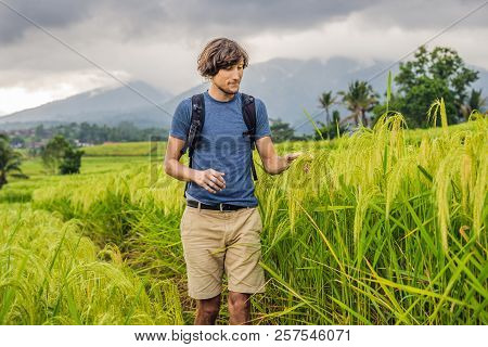 Young Man Traveler On Beautiful Jatiluwih Rice Terraces Against The Background Of Famous Volcanoes I