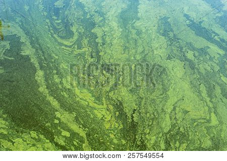 green algae with cyanobacteria on the surface of the river. flowering water as background or texture