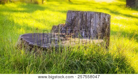 Old Stump On The Green Grass In The Garden, On Backyard