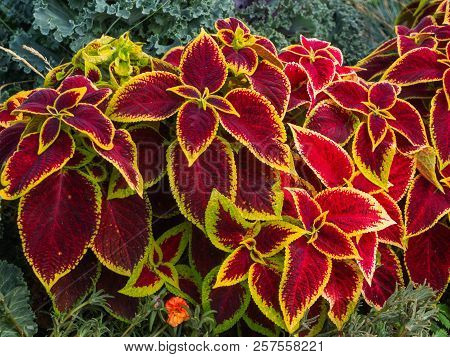 Bright Leaves Of Coleus (plectranthus Scutellarioides) In Outdoor Flower Bed.