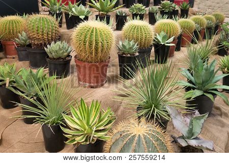 A Aollection Of Cactusses In The Planters